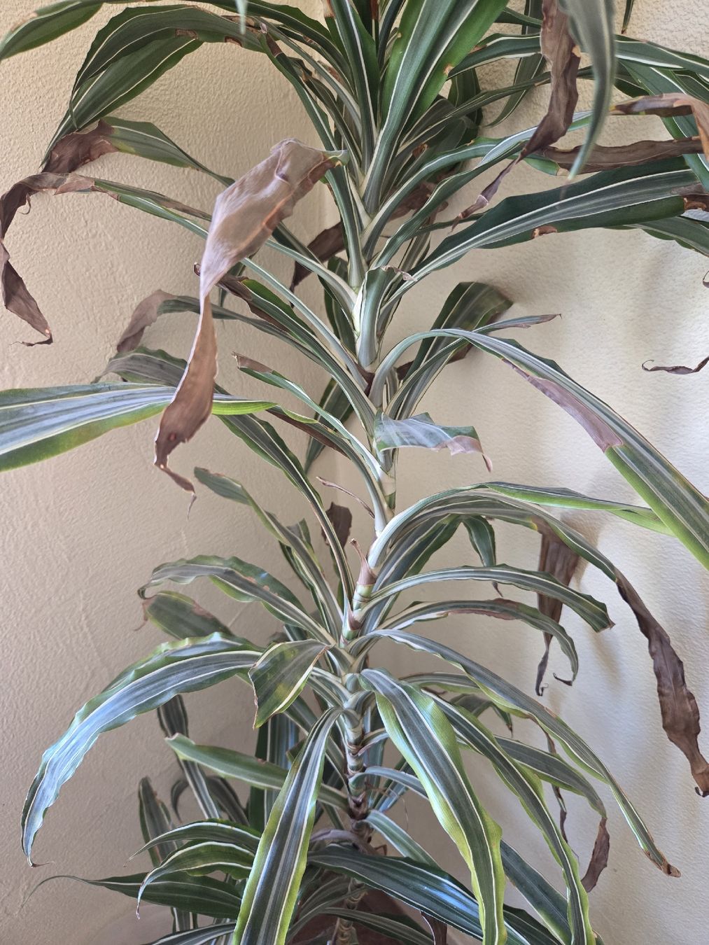 Plantes & graines: Drachenbaum – D'occasion à Wädenswil par weihpos 3