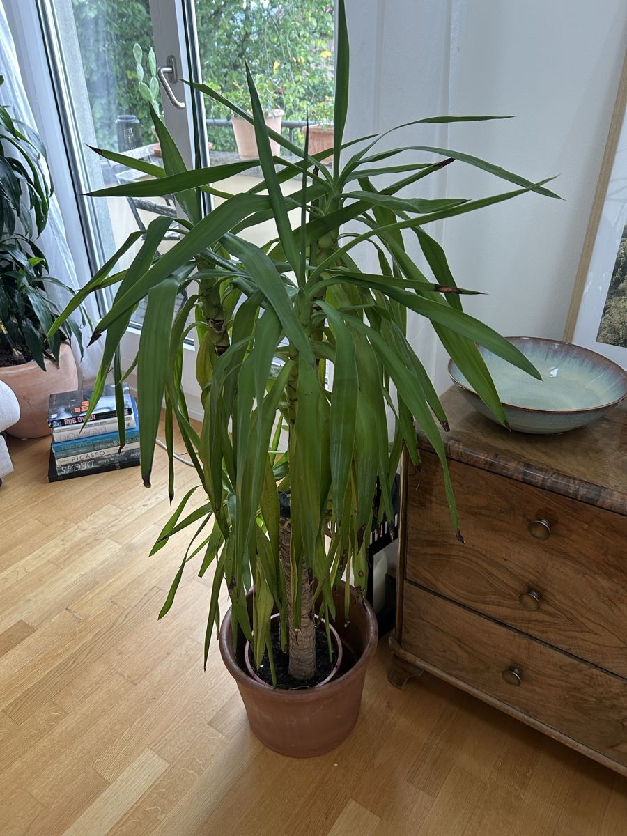 Plantes & graines: Pflanze Palme – D'occasion à Zollikon par sar_k52s