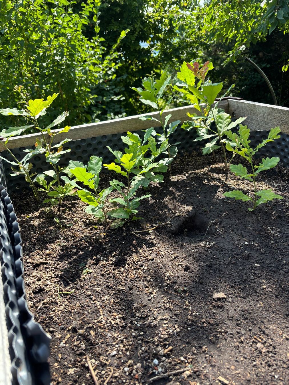 Plantes & graines: Eichenbäumchen – D'occasion à Beinwil am see par cruiserbmw