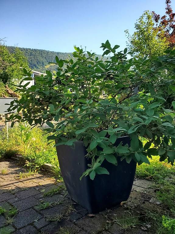 Vasi per fiori: Topf inkl. Maibeere – Usato da Erlinsbach SO venduto da roman728
