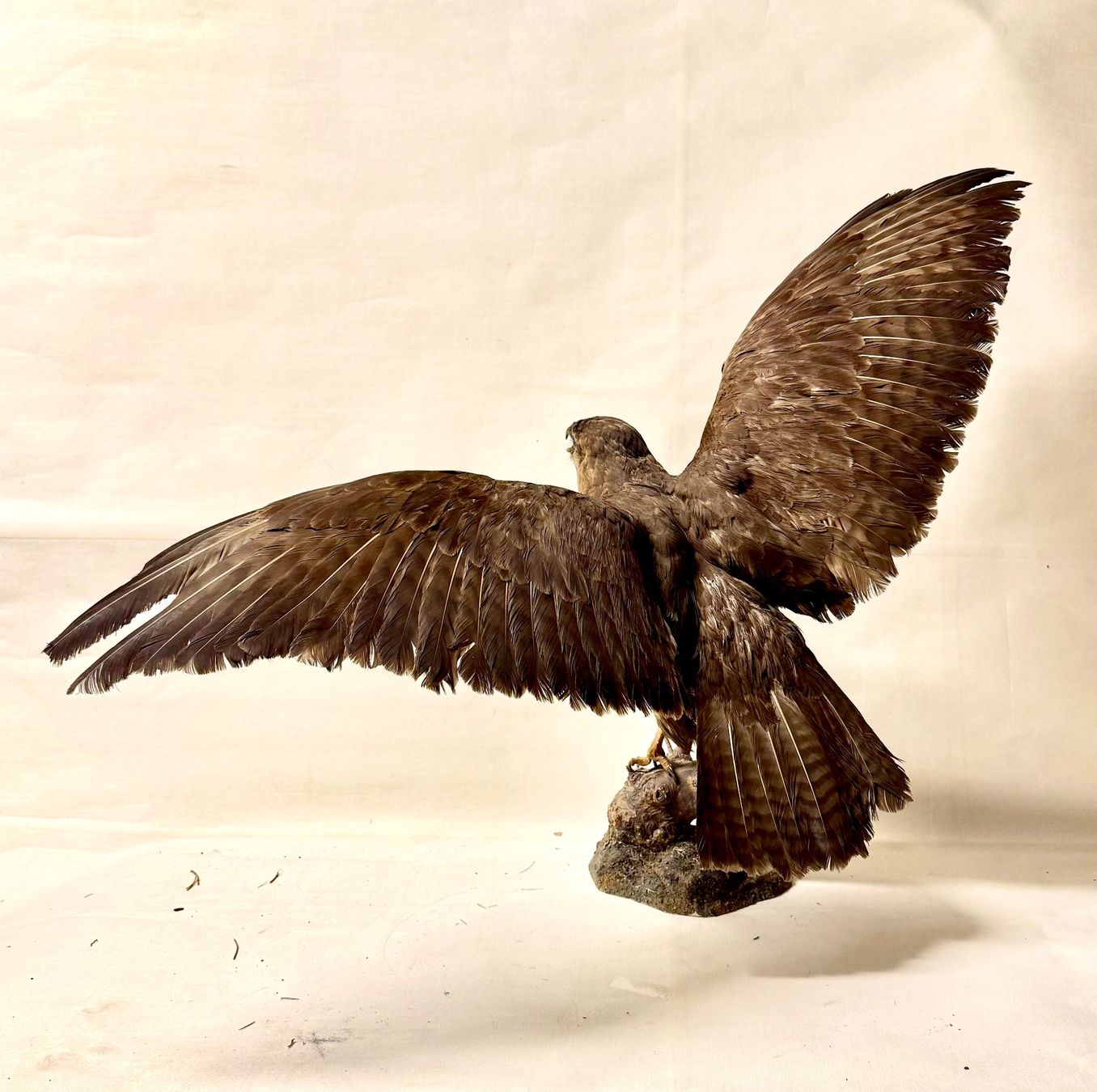 Il mondo degli animali: Vogelpräparat BUSSARD – Usato da Bern venduto da felberunderground 4