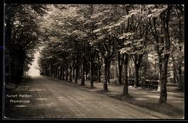 AK Heiden, Promenade, Straßenpartie, Alleebäume