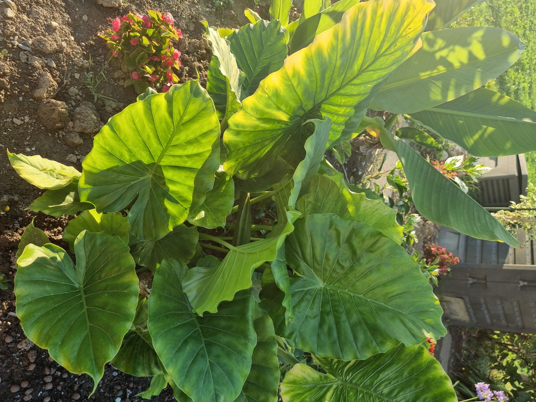 Pflanzen & Samen: Alocasia aurea variegata – Gebraucht aus Uznach von Startrek