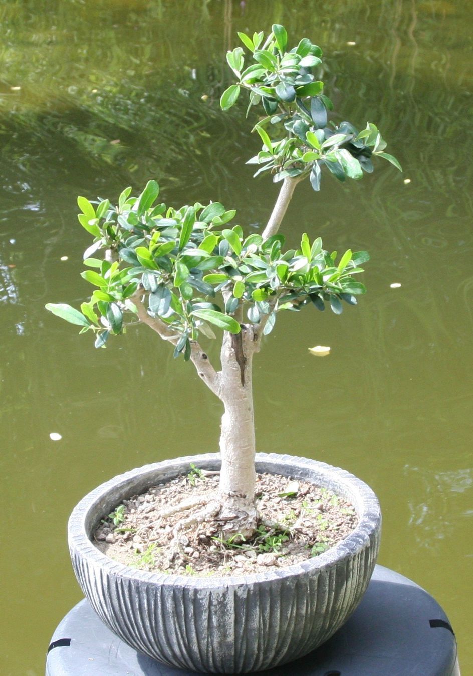 Pflanzen & Samen: BONSAI  -  Olive – Gebraucht aus Gretzenbach von Sikim
