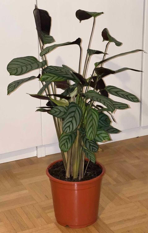 pflanze-zimmerpflanze-kammmarante-ctenanthe-70-cm-gebraucht-in-z-rich