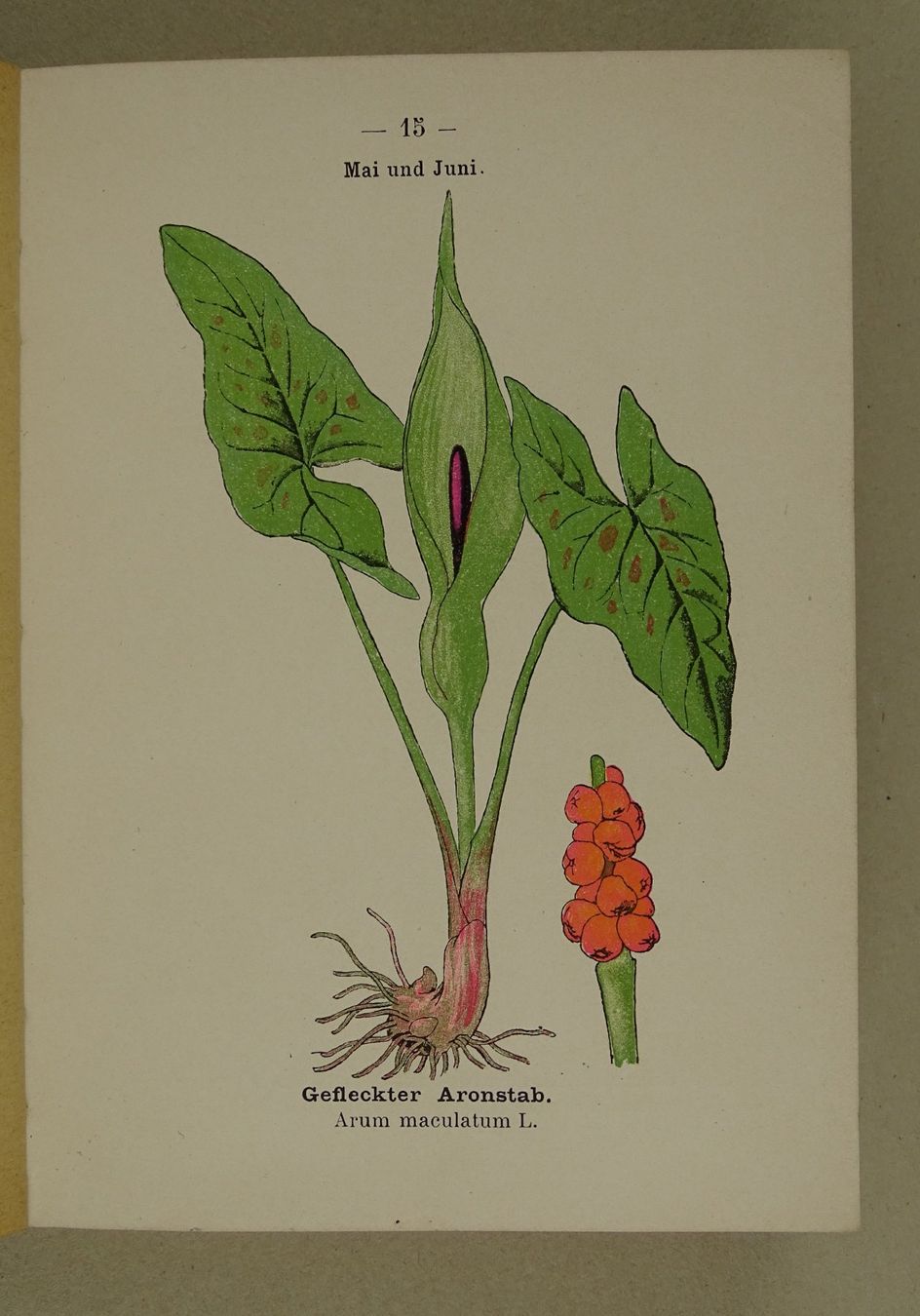 Libri: BOTANISCHER TASCHENATLAS 1900 – Usato da Grüningen venduto da Kartensammler 3
