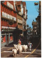 APPENZELL Alpabfahrt - Kinder, Sennen, Ziegen, Kühe
