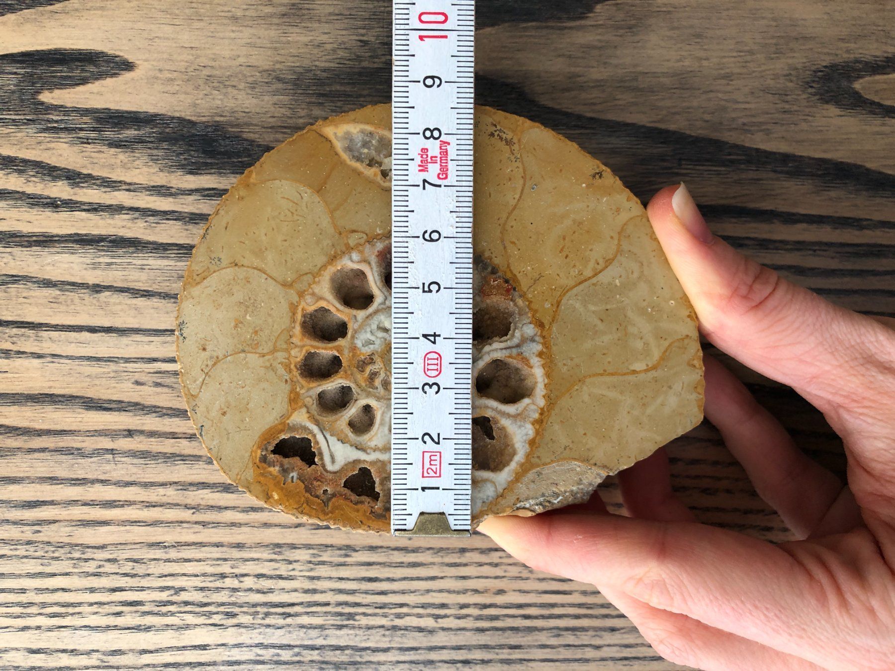 Fossili: Ammonit Fossil ca. 10.5 cm – Usato da Berg am Irchel venduto da Zweiti_Chance 4