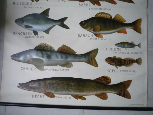 Poster & Bilder: Ancien tableau de présentation POISSONS – Gebraucht aus Cortaillod von Matteo18 2