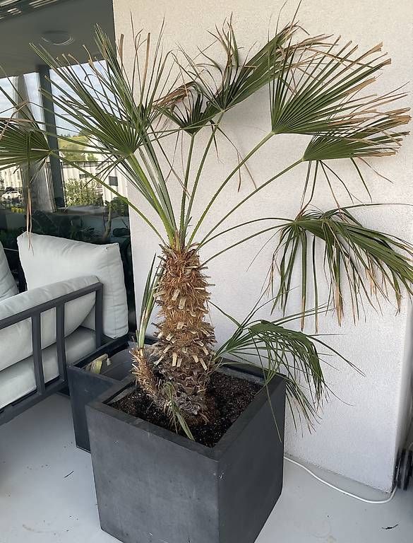 Piante & sementi: Palme - ca 180cm – Usato da Gachnang venduto da ch.m 1