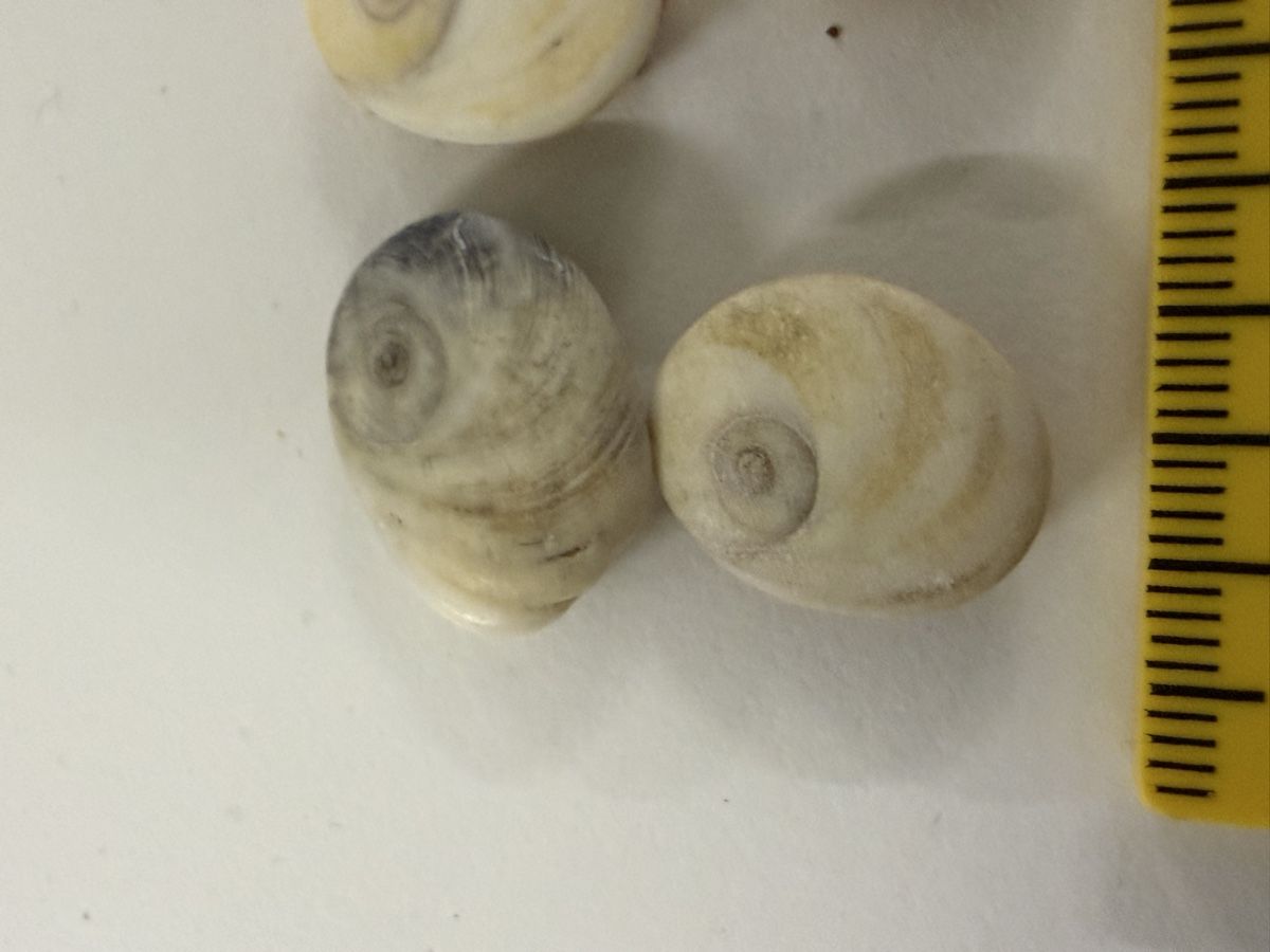 Fossilien: 4 kleine Muscheln als Dekoration oder Bastelmaterial – Neu (gemäss Beschreibung) aus Erlenbach ZH von Ritschly 1