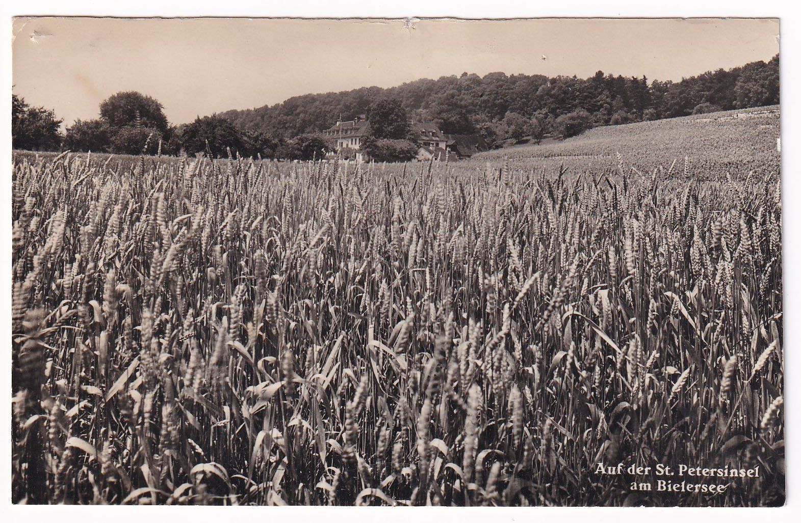 Cartoline postali: Auf der St. Peterinsel am Bielersee – Difettoso da Cormoret venduto da Pascalll2001