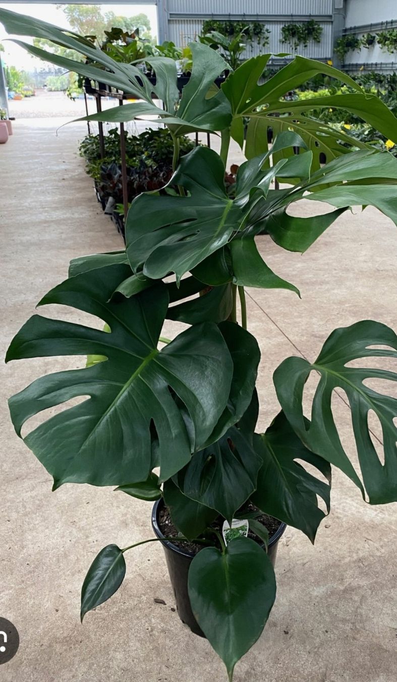 Piante & sementi: monstera tauerii bebe – Usato da St-Aubin-Sauges venduto da may_2yrv 5
