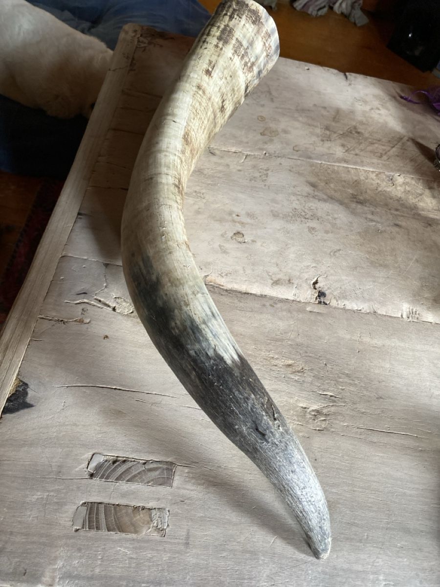 Tutte le decorazioni: Grosser Deko Stierhorn, echtes Horn, – Usato da Amden venduto da stewa03 2