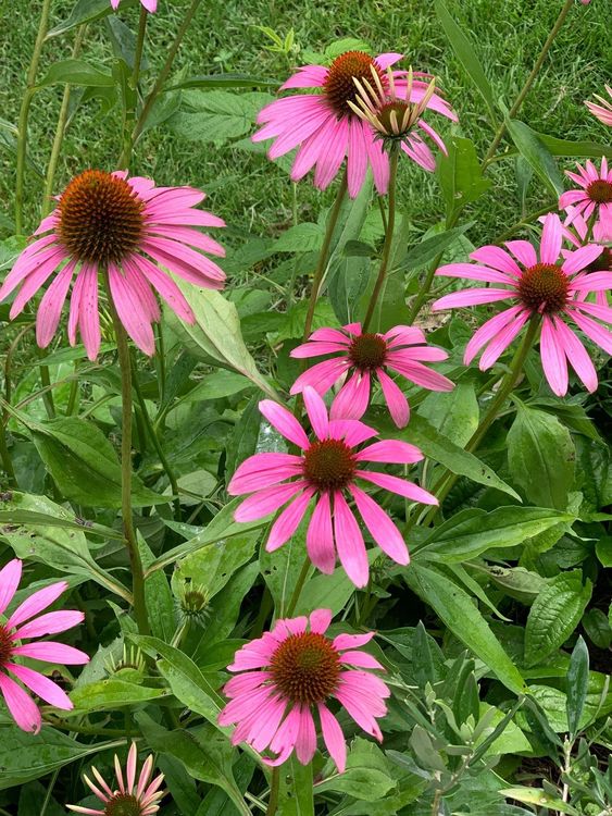 Echinacea purpurea pink winterhart Kaufen auf Ricardo