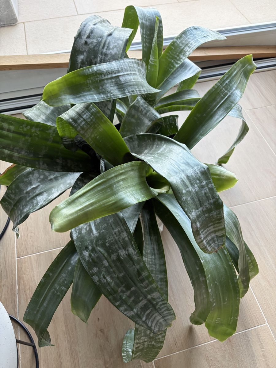 Piante & sementi: Plant – Usato da Münchenstein venduto da ArleneLM 2