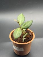 Hoya Tsangii (1-8)