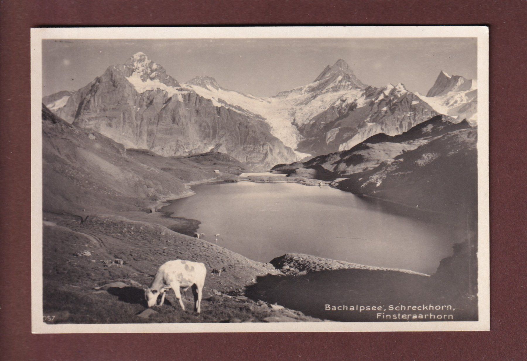 Cartoline postali: BACHALPSEE - Kühe – Usato da Pully venduto da nicecards