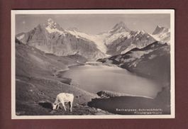 BACHALPSEE - Kühe