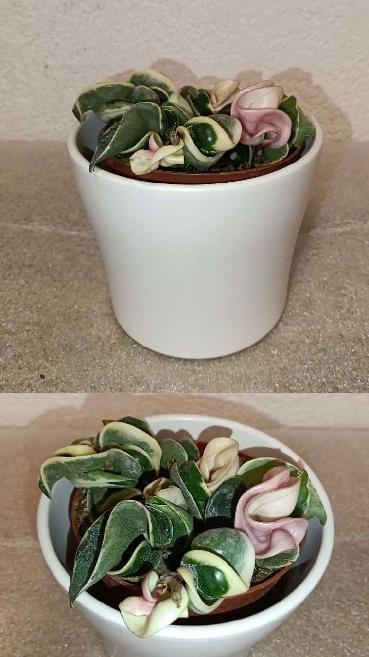 Piante & sementi: Hoya Compacta Variagata – Nuovo (secondo la descrizione) da schöftland venduto da UniquePlants