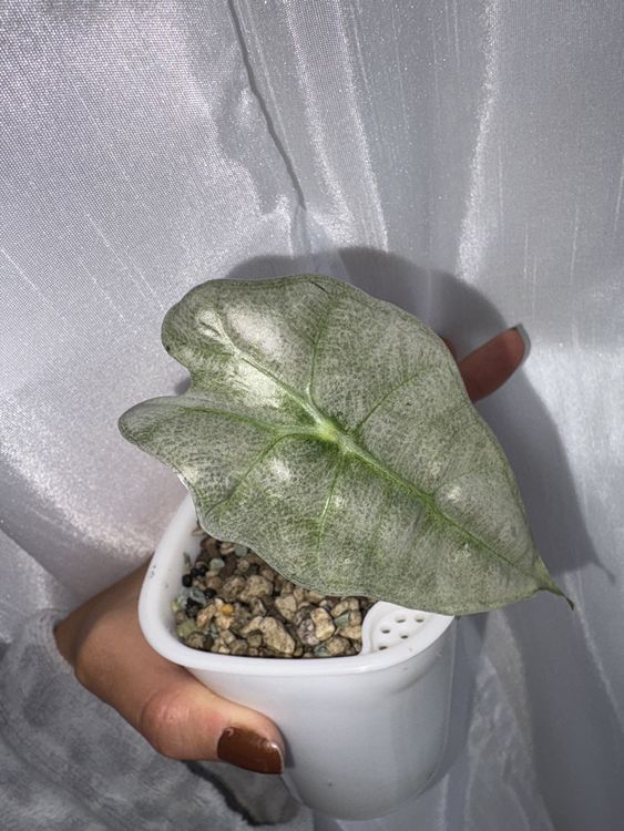 Alocasia Polly Pink Mint (Neu (gemäss Beschreibung)) in Ebikon für CHF ...