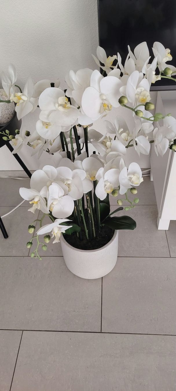 Pflanzen & Samen: Orchideen künstlich – Gebraucht aus Herisau von liinda