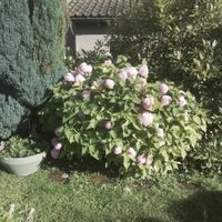 Hortensie blühend im Garten gross zum selber ausgraben