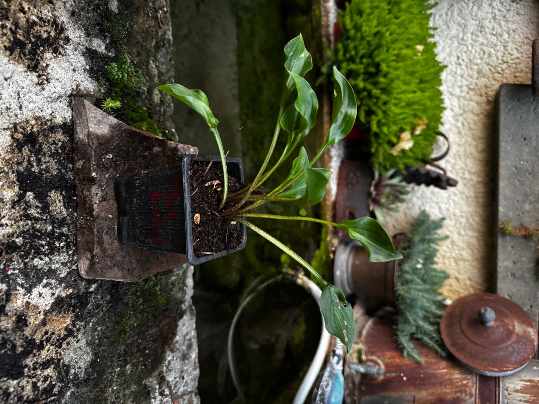 Piante & sementi: Hosta Plug Nickel – Usato da Lajoux JU venduto da Briard0 1