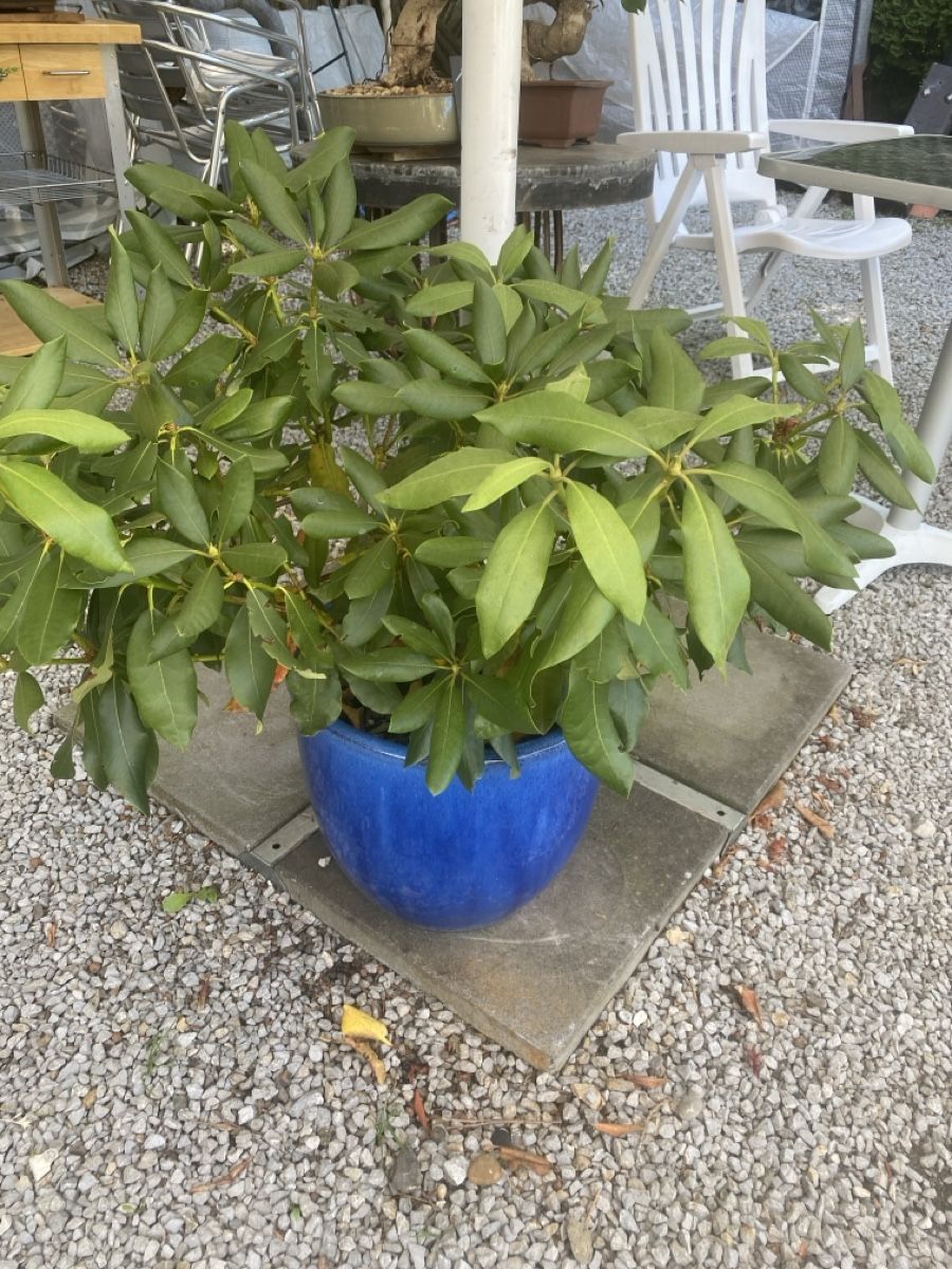 Piante & sementi: Garten  – Usato da Krummenau venduto da Schmudel 2