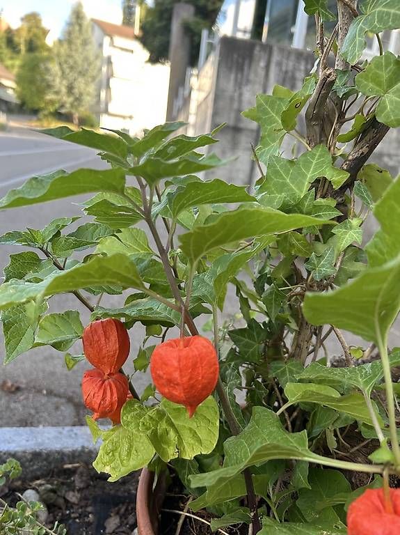 Pflanzen & Samen: Physalis und Efeu im Tontopf  – Neu und originalverpackt aus Frauenfeld von Irene.Schuppli 4