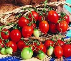 Tomate grappe d'hiver 25g