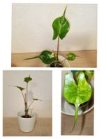 Alocasia Stingray Variegata