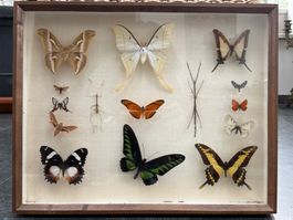Schmetterlings-, Insektenvitrine, Stabschrecke Schmetterling