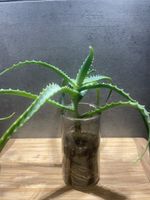 Aloe Vera Pflanze mit gesunde Wurzeln🪴
