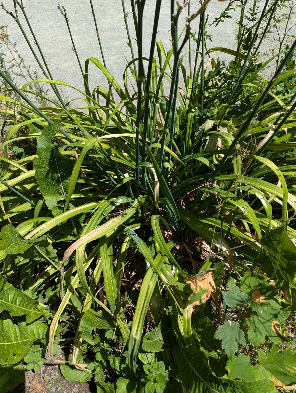 Plantes & graines: Gelbrote Taglilie – Neuf (Voir description) à Bern par Aarewasser_
