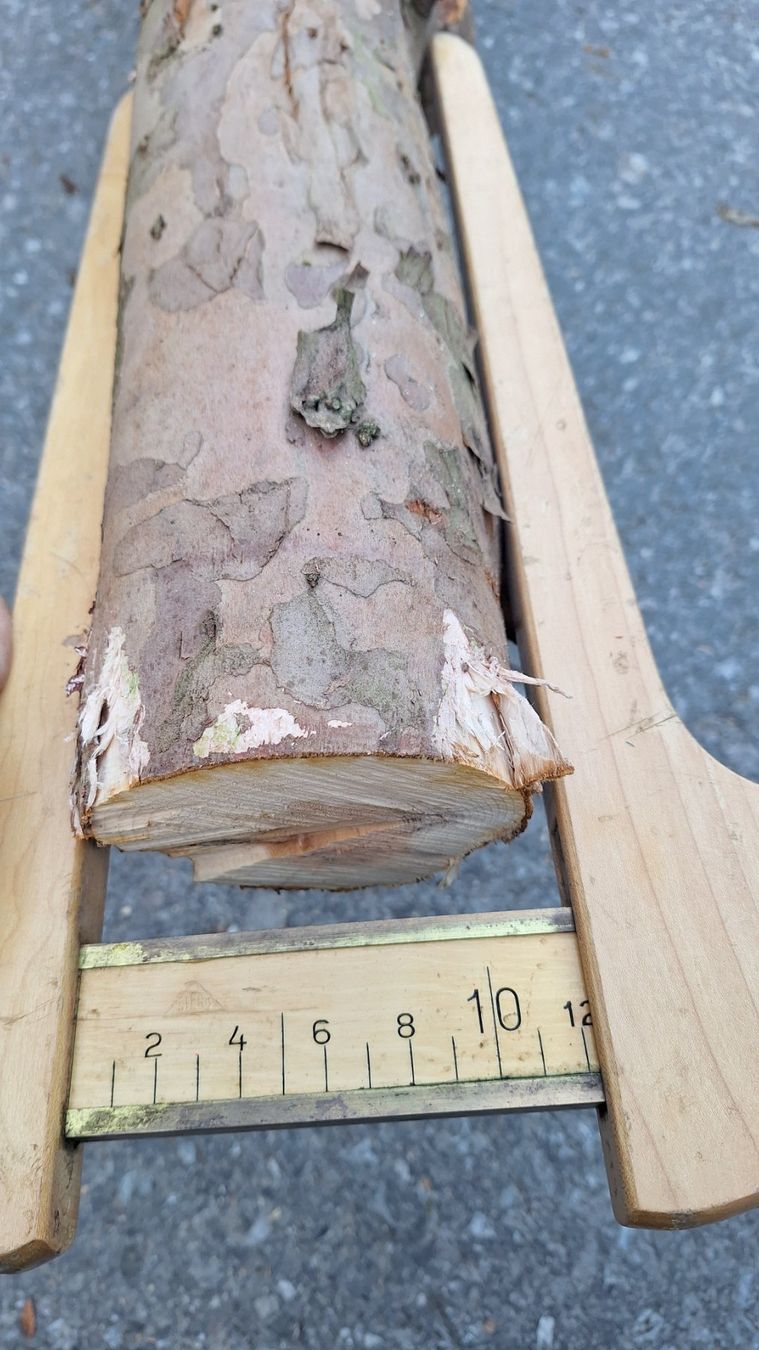 Articoli in legno: Eibe  Eibenholz Eibenstamm Holz drechseln Pfeilbogenholz – Nuovo (secondo la descrizione) da Bilten venduto da Claas10 6