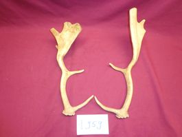Hirsch, Geweih, Trophäe, Horn, Dekoration Abwurfstangen Hund