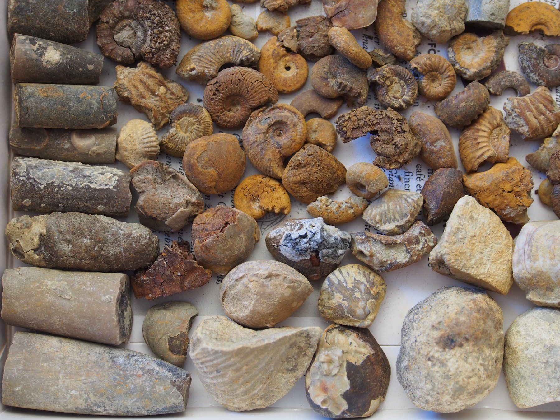 Fossili: lot de petits fossiles +de 500 g – Usato da Ovronnaz venduto da Etagne68 4