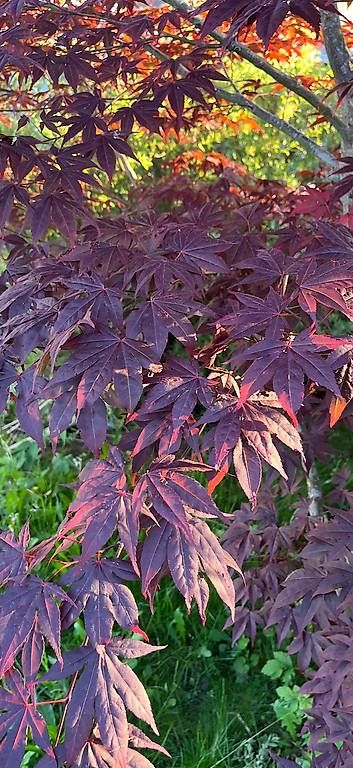 Piante & sementi: Roter Japanischer Ahorn – Usato da Rickenbach LU venduto da Haefliger03 3