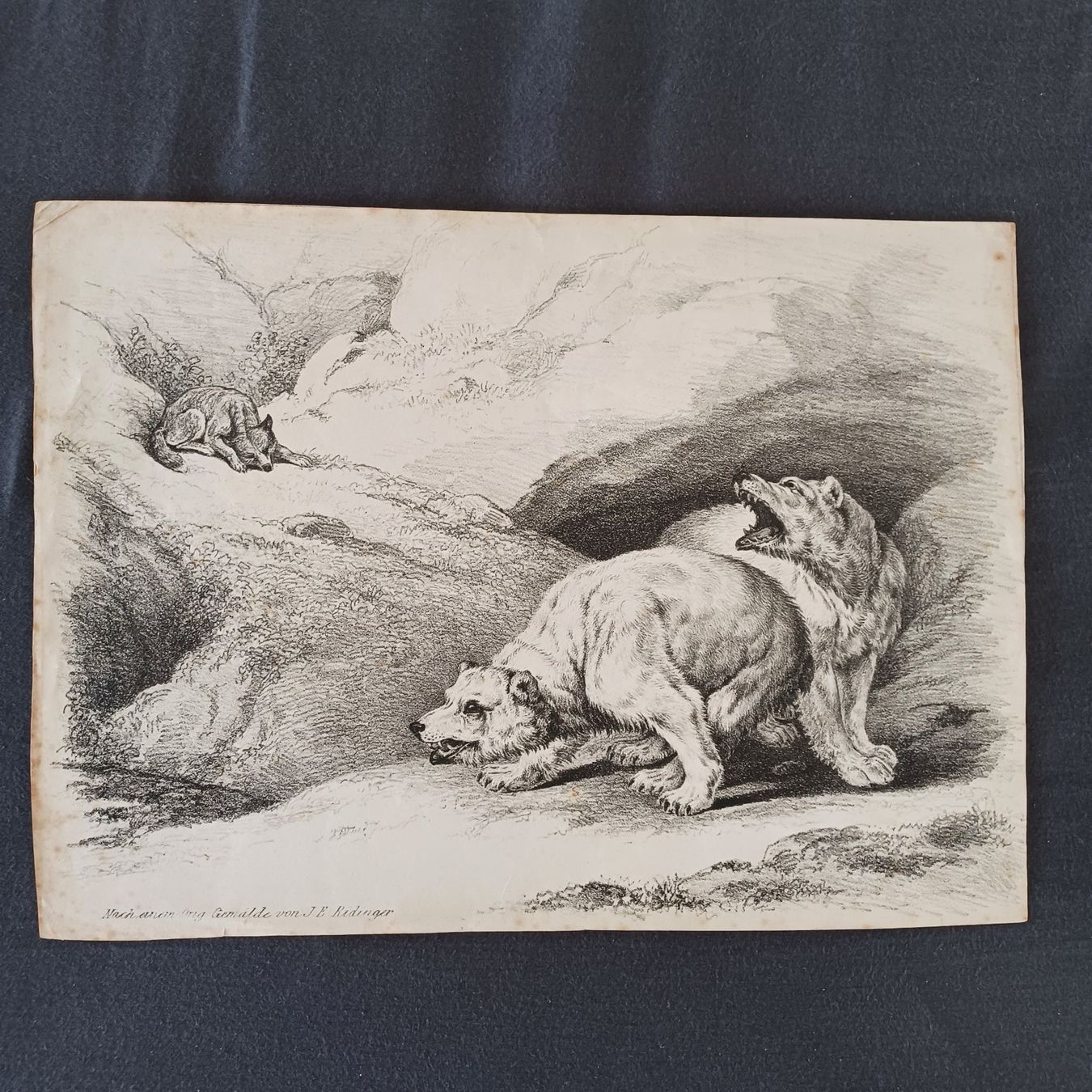 Foto & Immagini: DRUCK. Alt. von einem orgi. Gemälde von J.E.Ridinger – Usato da Zürich venduto da Bellabo