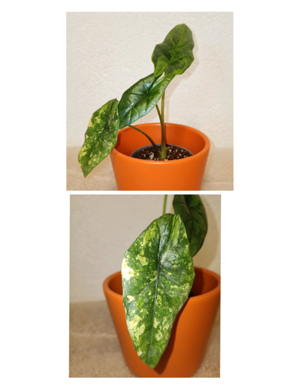 Piante & sementi: Alocasia Scalprum Aurea Variegata – Nuovo (secondo la descrizione) da schöftland venduto da UniquePlants