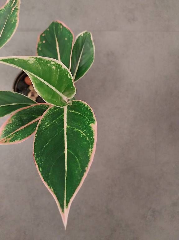 Piante & sementi: Aglaonema 'Lipstick Pink' – Usato da Schwaderloch venduto da bademeister79 1