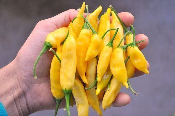 Piante & sementi: 30 Samen LEMON DROP Chili – Nuovo (secondo la descrizione) da Ehrendingen venduto da VerveinaSamen 4