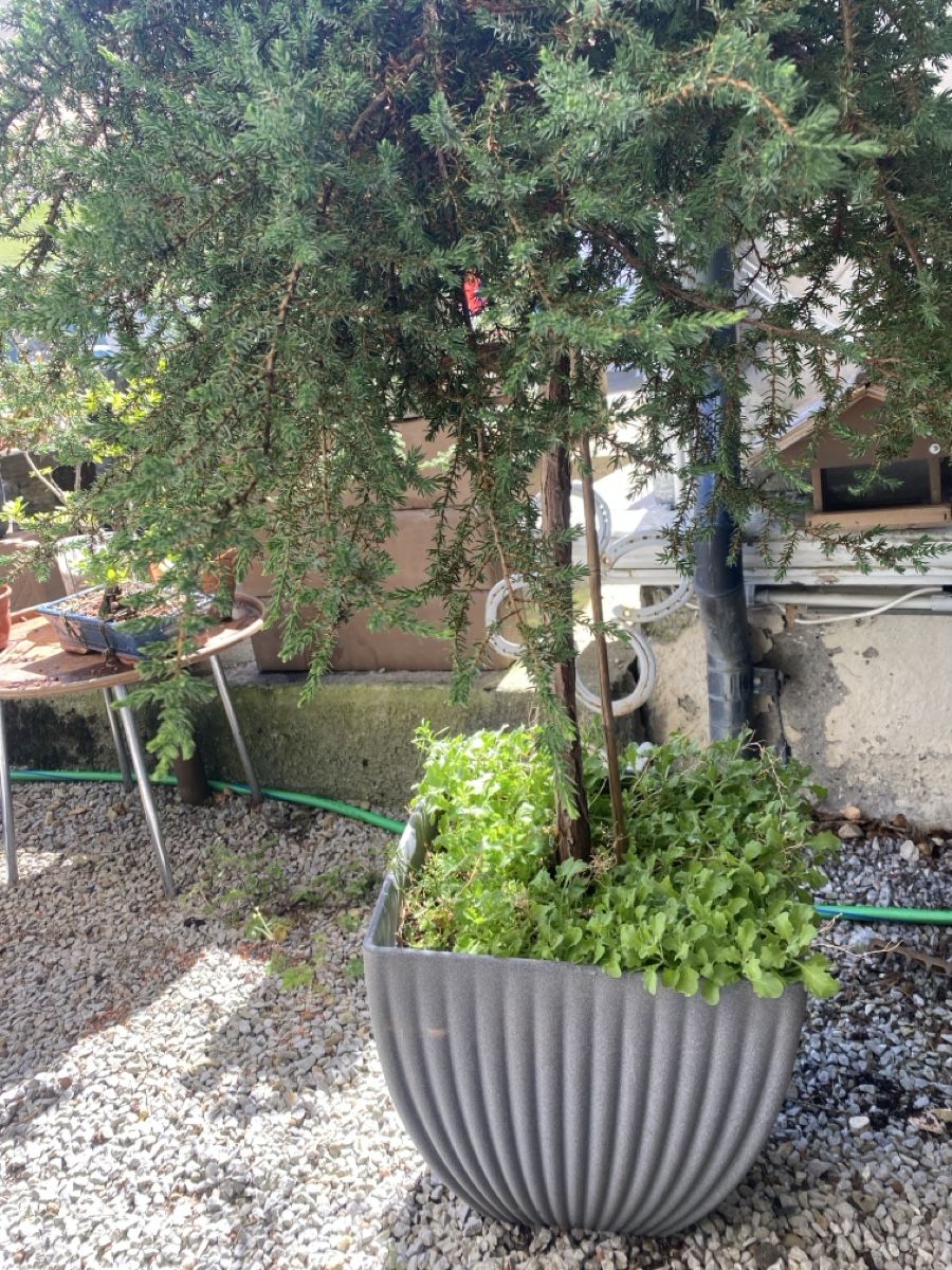 Piante & sementi: Gartenpflanzen  – Usato da Krummenau venduto da Schmudel