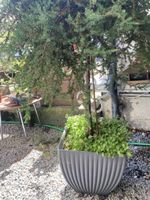 Gartenpflanzen 