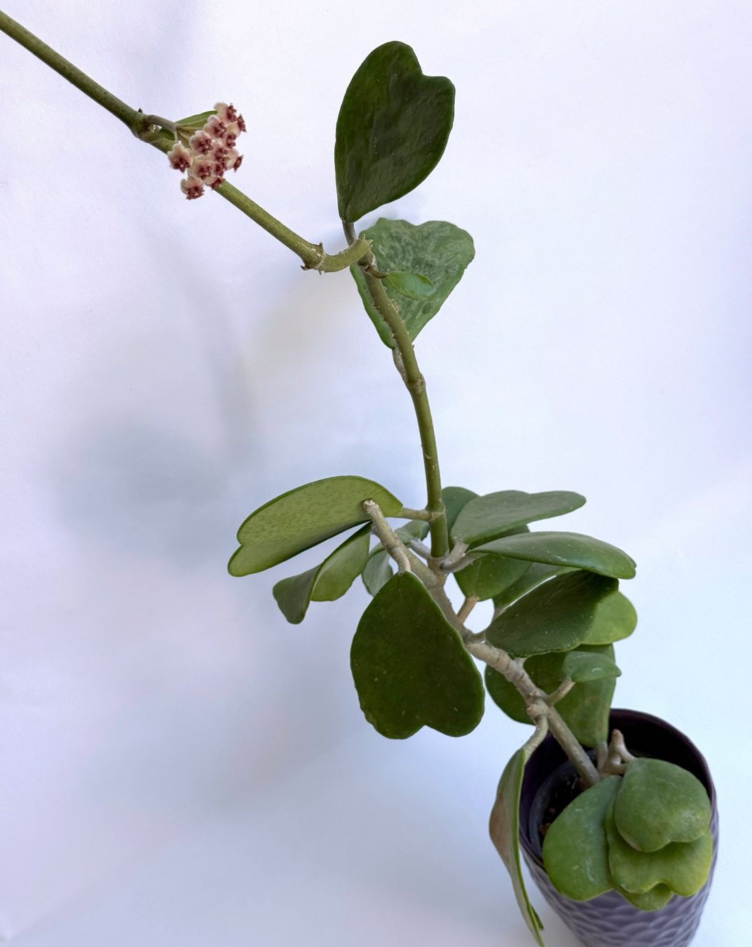 Pflanzen & Samen: HOYA***KERRII***** – Neu (gemäss Beschreibung) aus Dübendorf von Orchid18 1
