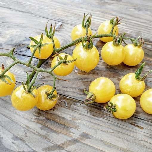 Pflanzen & Samen: 30  Samen SNOWBERRY weisse Kirschtomate – Neu (gemäss Beschreibung) aus Ehrendingen von VerveinaSamen 1