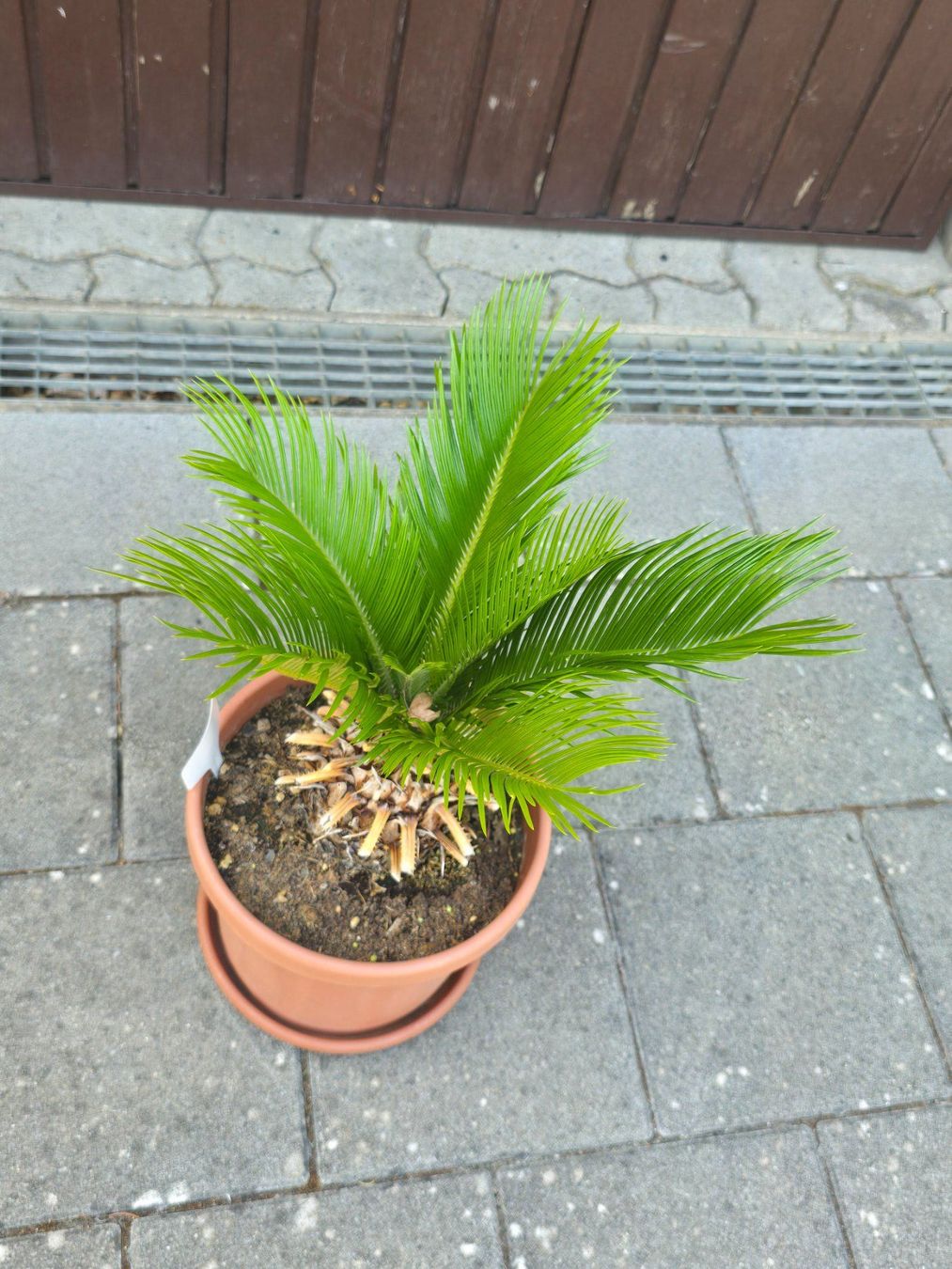Pflanzen & Samen: Cycas revoluta – Gebraucht aus Aarburg von popkorn65 3