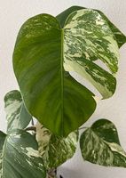 Monstera Deliciosa Variegata, 70cm, 3D-Rankstab