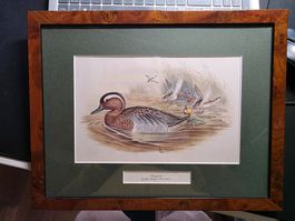 Bild feines Enten Gemälde Druck schön gerahmt Ente Motiv